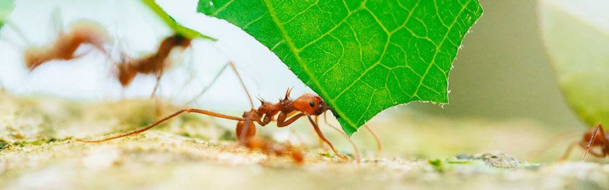 How to Get Rid of Leaf Cutter Ants