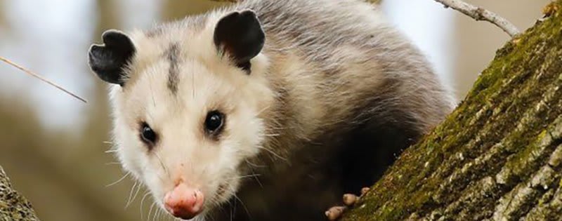 Trapping Opossum