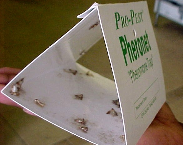 Pro-Pest Clothes Moth Trap, Do It Yourself Pest Control