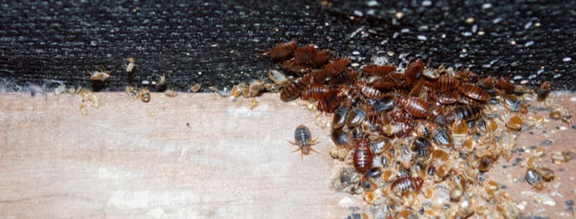 Bed Bug Infestation Treatment