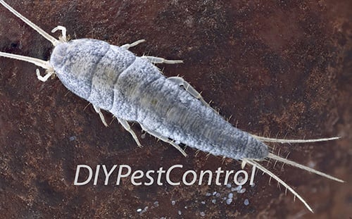 Silverfish