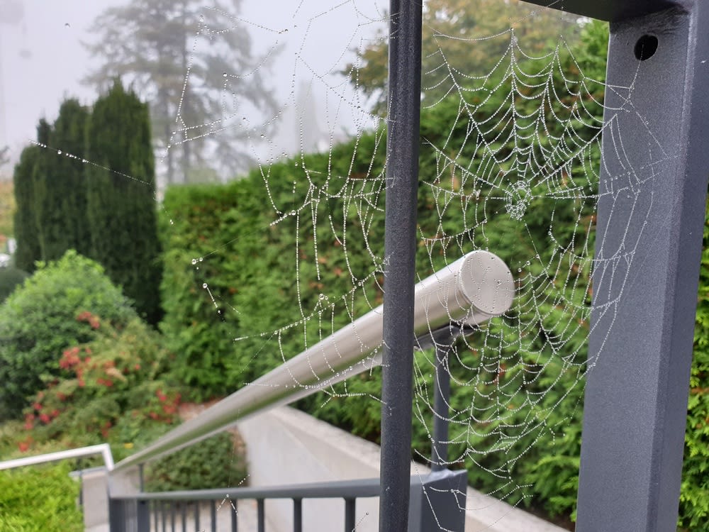 Spider web on house