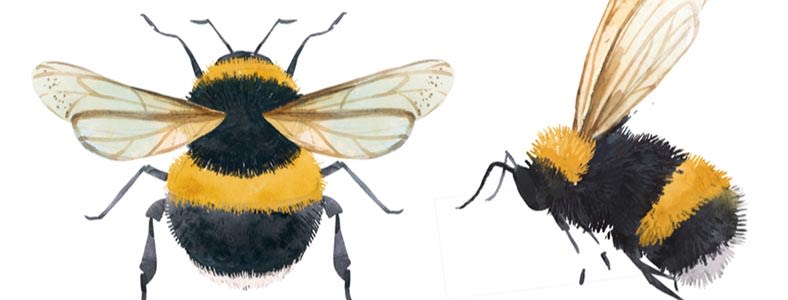 How To Get Rid Of Bumblebees?  What Attracts Them & How To Safely Remove  Them