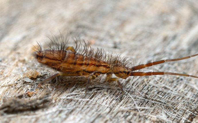 Get Rid Of Springtails