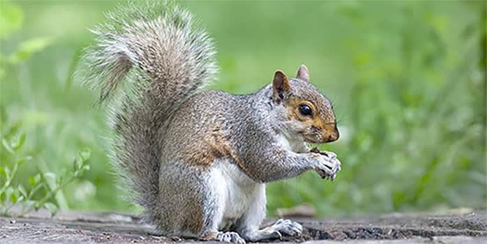 How to get squirrels out from inbetween walls of my house, humanely? After  patching one hole they've created another. How can I get them out and  prevent them from creating more holes