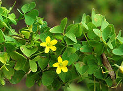 Wood sorrel