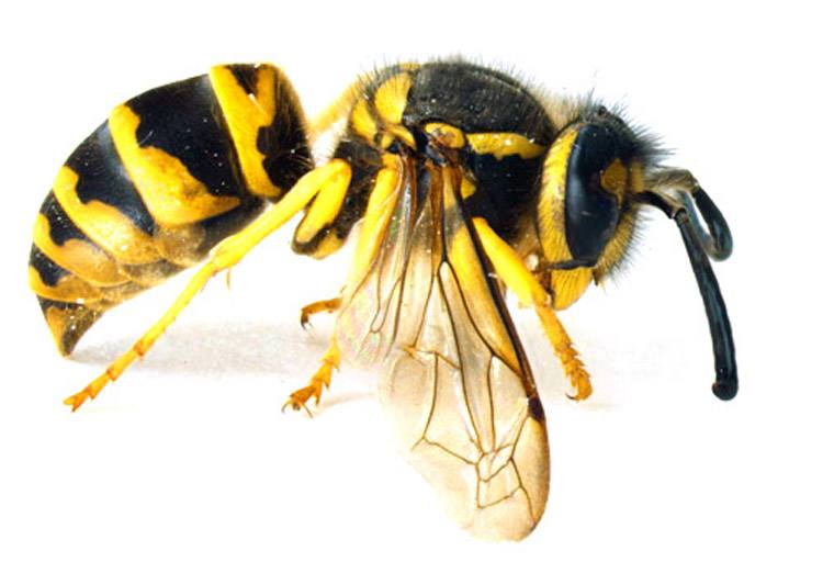 Eastern Yellow Jacket