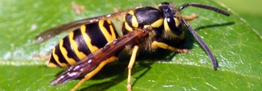 How to Get Rid of and Kill Yellow Jackets Quickly and Safe 2023