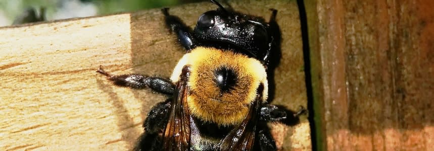 How To Get Rid Of Bumblebees?  What Attracts Them & How To Safely Remove  Them