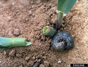 black cutworm 