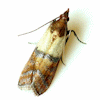 Pantry Moths – Pest Guide