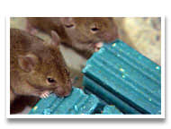 Bell Labs Rodent Control Products