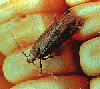 Angoumois Grain Moths
