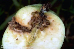 codling moth damage-UC