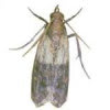 Pantry Moths – Pest Guide