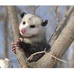 opossums