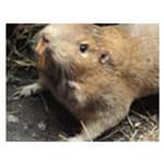 pocket gopher