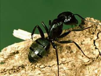 carpenter ants