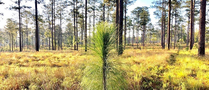 conifer plantation