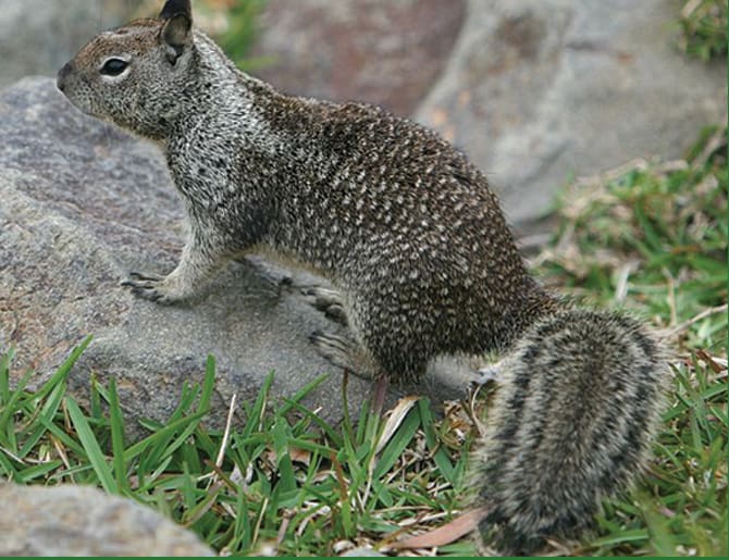 Ditrac Ground Squirrel Bait