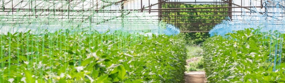 tomatoes grown in greenhouse with Axxe herbicide