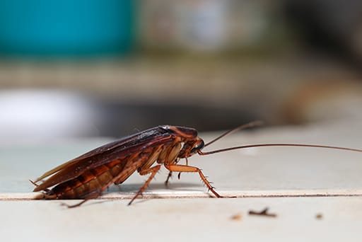 Get Rid Of Roaches Get Rid Of Roaches