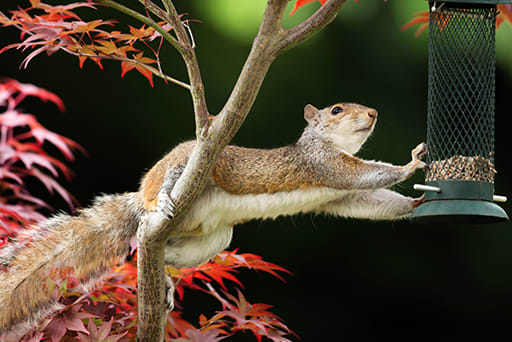 Get Rid of Squirrels Get Rid of Squirrels