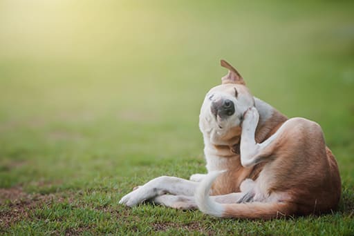 Get Rid Of Fleas Get Rid Of Fleas
