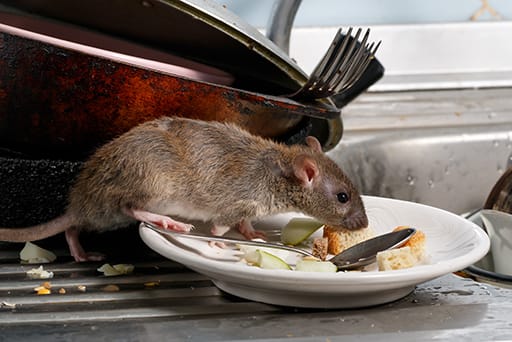 Get Rid Of Rodents Get Rid Of Rodents