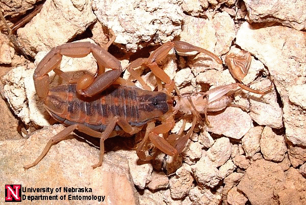 Stripped Bark Scorpions