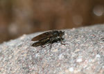 Sphaerocerid fly