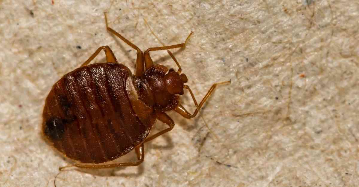 When you know where to look, bed bugs are easy to spot with their distinctive appearance.