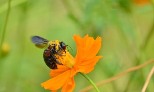 carpenter bee on flower