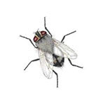 Types Of Flies  Do-It-Yourself Pest Control