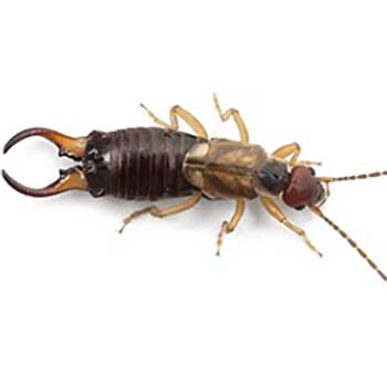 Earwig Control Products