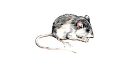 Large Size Mice Mouse Rodent Catcher Rat MouseTraps Indoor Super Sticky Mice  US