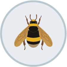 Carpenter Bee Control | DIY Pest Control