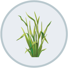 Grassy Weed Control | DIY Pest Control