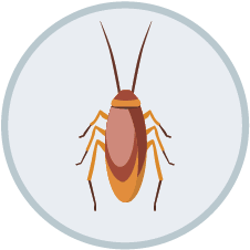 Roach Control | DIY Pest Control