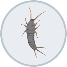 Silverfish Control | DIY Pest Control