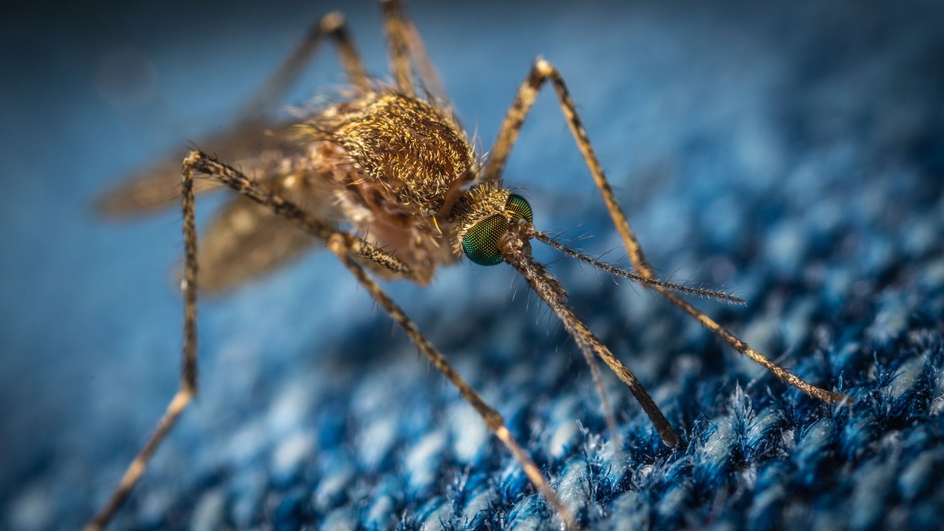 Mosquitos are not only irritating - but they can also spread dangerous diseases. They should be taken care of immediately with proper insecticides!