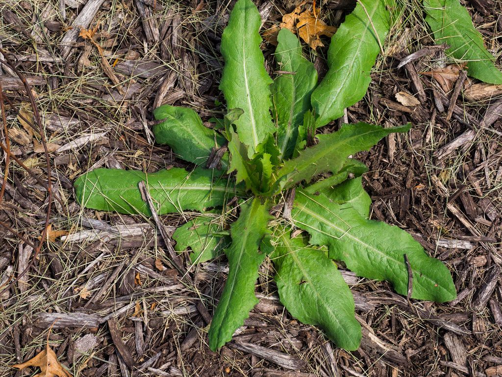 Prickley Lettuce Prickley Lettuce