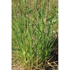 quackgrass