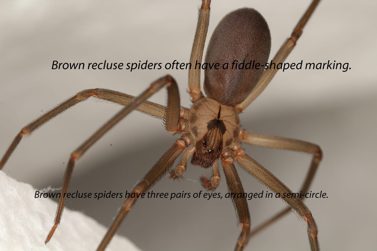 Brown recluse