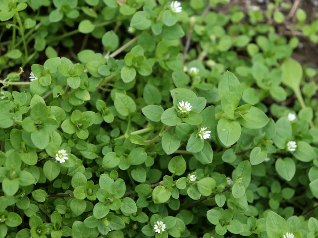 Common Chickweed Common Chickweed