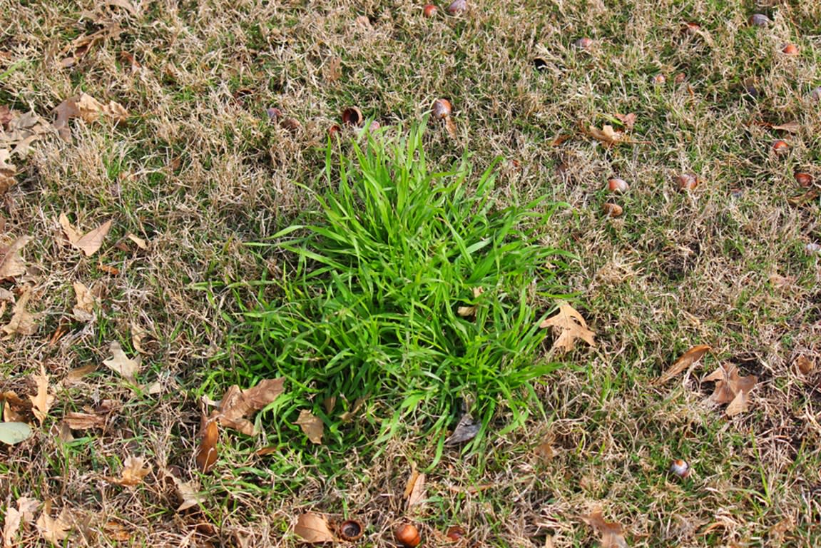 Poa Annua (Annual Bluegrass)