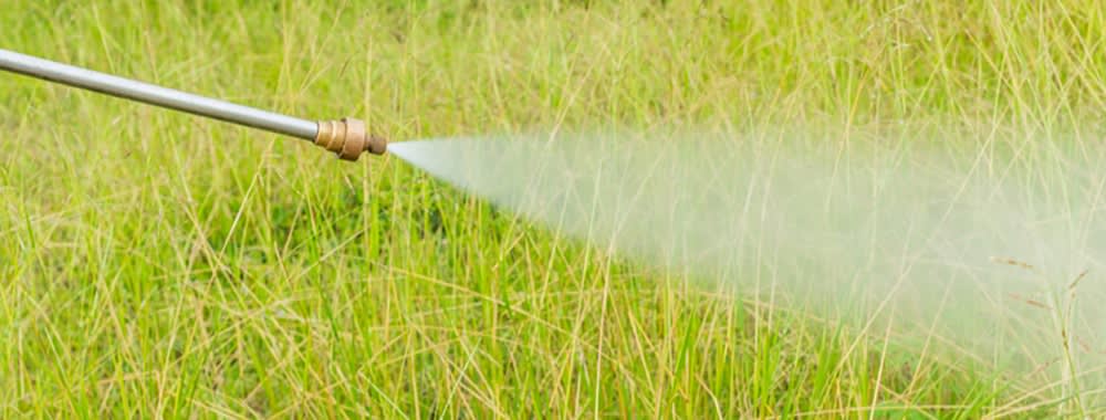 Spraying weeds