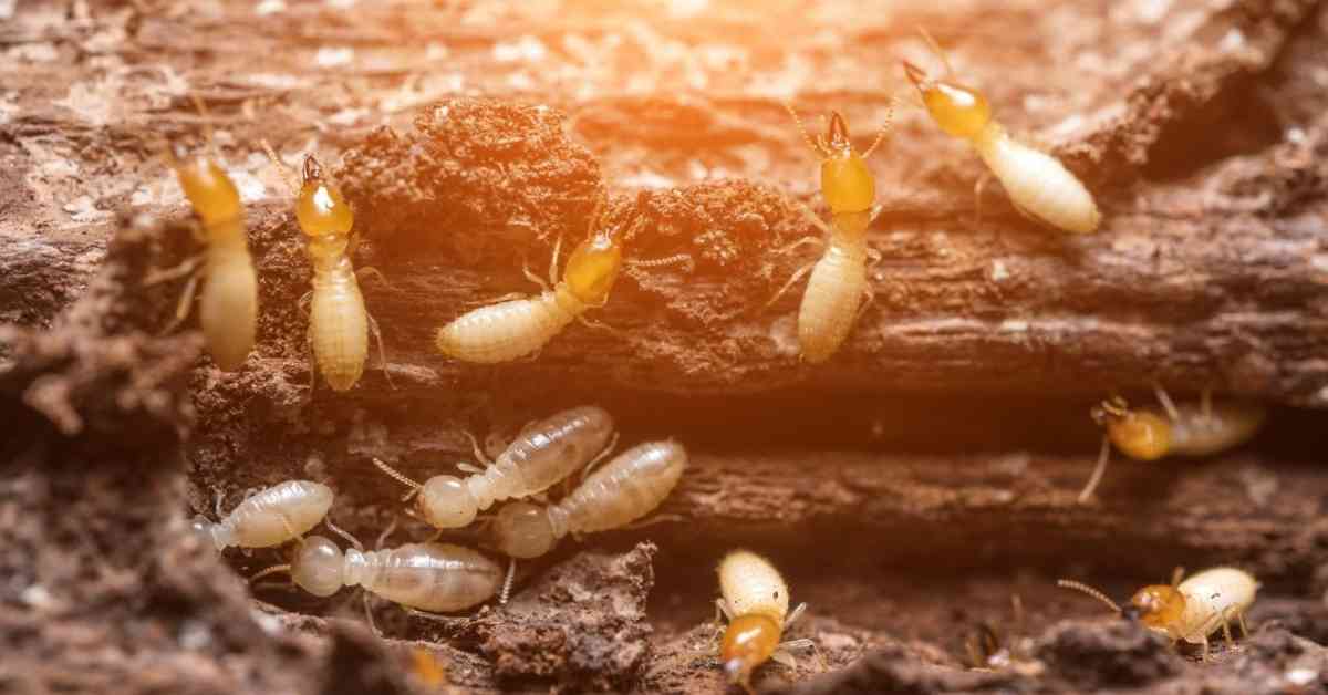 How to Get Rid of Termites