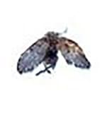 Drain Fly