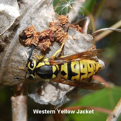 Western Yellow Jacket